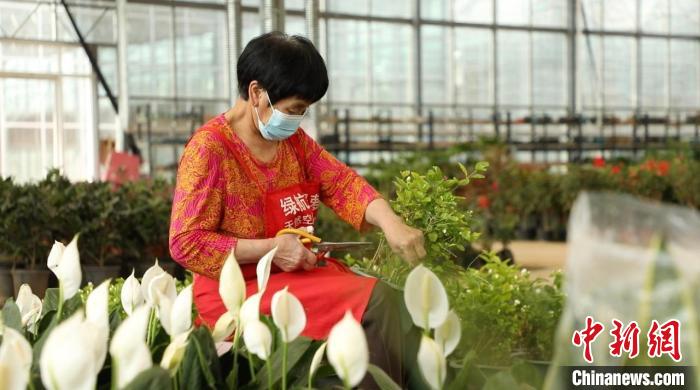 资料图：忙碌的身影穿梭在果园村的蔬菜花卉繁育基地中。向上 摄